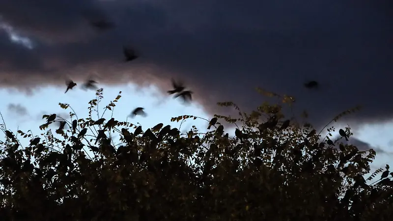 Pájaros negros invaden los cielos